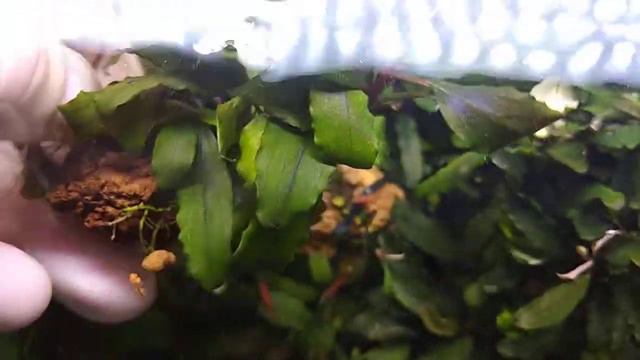 #aquarium#Tank#bucephalandra#plants Буцефаландра сп."шайне блю"- Bucephalanra "Shine blue" смотреть онлайн