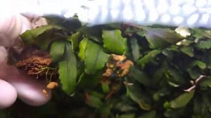 #aquarium#Tank#bucephalandra#plants Буцефаландра сп.«шайне блю»- Bucephalanra «Shine blue»