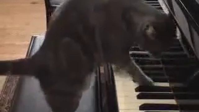 Кот играет на пианино смотреть онлайн