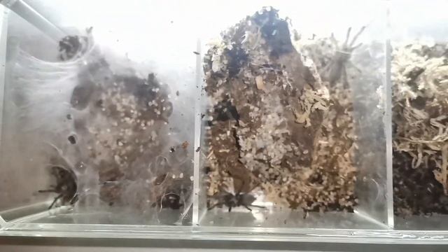 Monocentropus balfouri / пересадка/ содержание / эксперимент смотреть онлайн