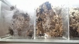 Monocentropus balfouri / пересадка/ содержание / эксперимент