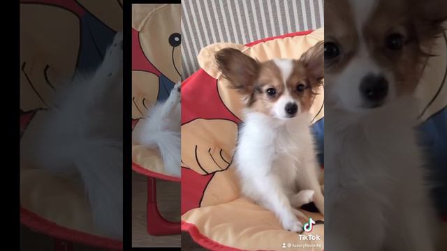 Папийон прекрасен всегда - и щенулей и взрослой собакой. смотреть онлайн