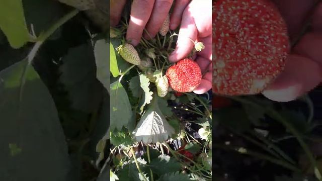 Клубника Даренка смотреть онлайн