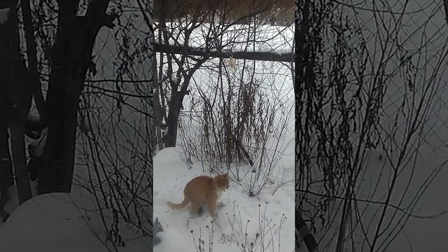 Новый вид синиц кота-синиц смотреть онлайн