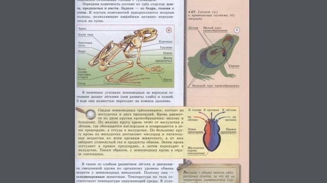 Биология (Л.Н.Сухорукова) 7к §42 Класс Земноводные смотреть онлайн