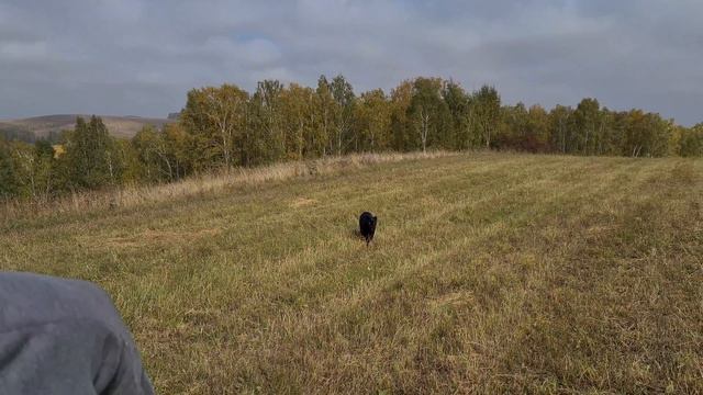 🐆 Panther Luna  And Rottweiler Found A Haystack /  Leopard And Dog Have Fun In The Field 🐕🌳