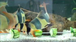 Боция клоун