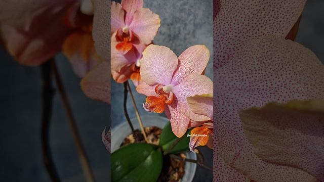 Phal. Chanella 😍 Третье цветение нежной и прекрасной голландской орхидеи Шанелла 🥰 смотреть онлайн