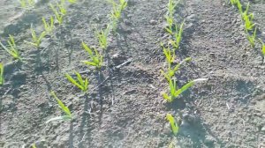 Борьба с фузариозом и влияние фунгицида на чеснок