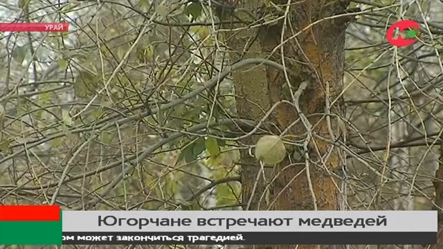 Медведи наведались на дачи югорчан, чтобы набрать массу к зиме смотреть онлайн