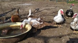 Индоутка занеслась!Как же вычислить кто несется?