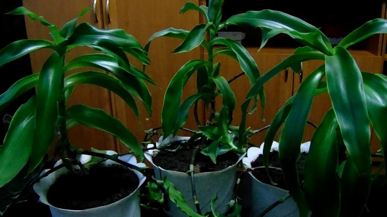 Золотой Ус (Каллизия душистая) - Выращивание и Уход в Домашних Условиях за Лекарственным Растением . смотреть онлайн