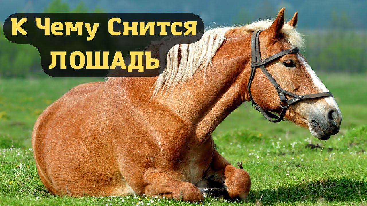 К чему снится ЛОШАДЬ или видеть во сне ЛОШАДЬ | Толкование снов | Сонник Sk1.online