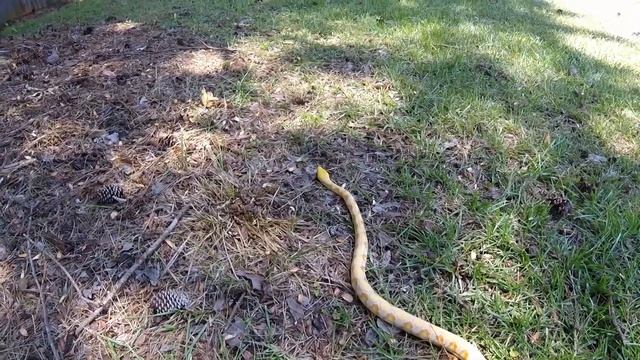 Our 1 Year Old Reticulated Python (Lavender Albino Phase) смотреть онлайн