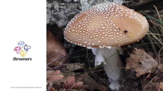 Panthercap (Amanita pantherina) | Sensory | Practical Short Profile | Shroomers смотреть онлайн