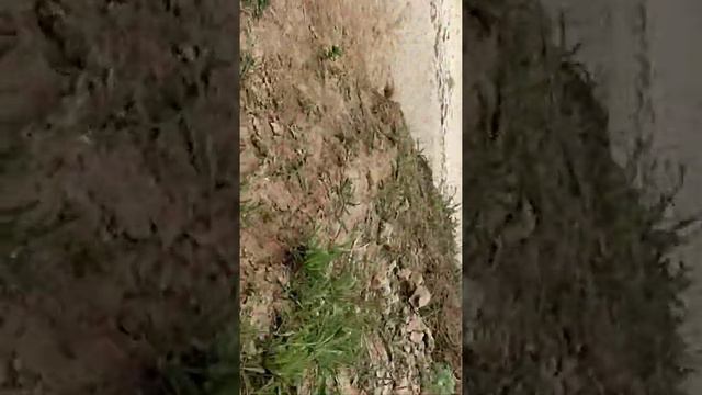 Мы поехали в даль от дома смотреть онлайн