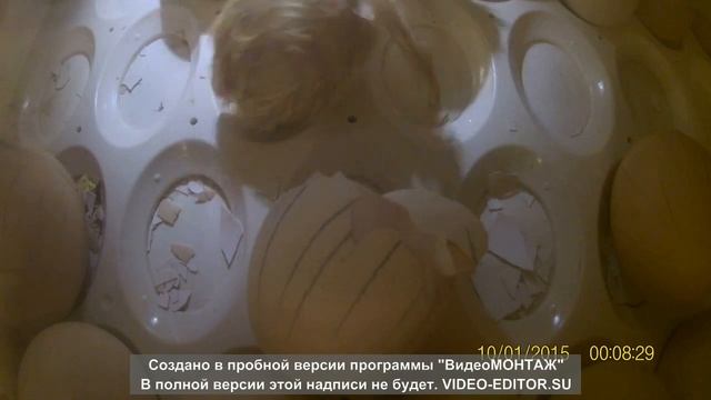 Самая тяжелая порода кур - промышленный Корниш. Вылупление цыплят. смотреть онлайн