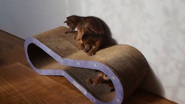 Абиссинские котята играют. ABYTRISS смотреть онлайн