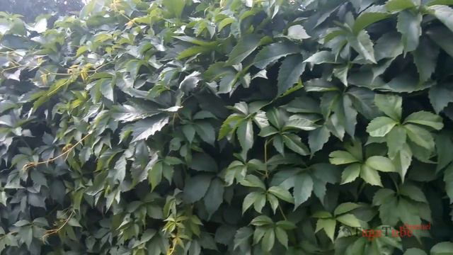 Fort Rymkiewicza, Bateria Nadbrzeżna. Cytadela Warszawska | Форт Рымкевича, Береговая батарея. В.Ц. смотреть онлайн