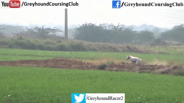 Greyhound rabbit hunting | New season | wild animals videos смотреть онлайн