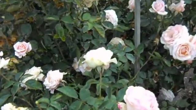 Ambiance Rose.AVI смотреть онлайн