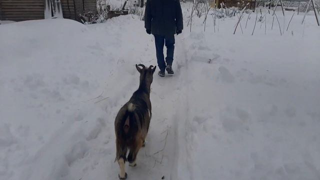 Козы 🐐 знакомятся с быками🐮❄❄❄ смотреть онлайн