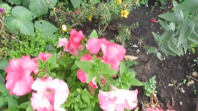 Лютики цветочки у меня в садочке. Петунии и другие сорта цветов. смотреть онлайн