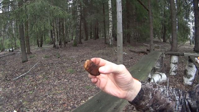 Лесной чай из чаги и сосновых иголок смотреть онлайн