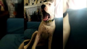 Аргентинский дог. Плюсы и минусы, Цена, Как выбрать, Факты, Уход, История