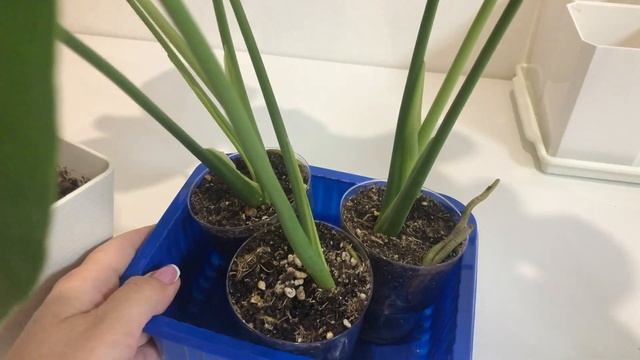 Моя плодовитая Монстера? Как разбудить сразу несколько побегов у монстеры смотреть онлайн