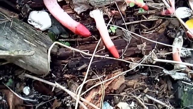 Грибы не обычный редкий гриб!! На своем участке These are mushrooms on the site июль смотреть онлайн