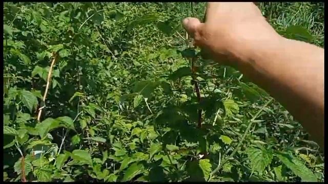 когда и как собирают ароматные листья для зимнего использования смотреть онлайн