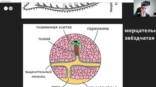 BioFamily: Строение протонефридия за 3 минуты