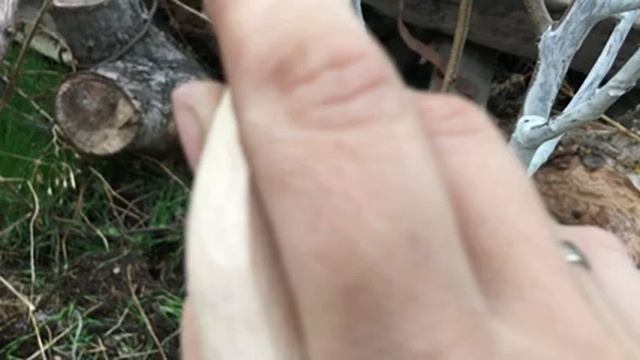 Подготовка деревьев к зиме.Как покрасить и обезопасить) Часть 1-я. Картофель под зиму. смотреть онлайн