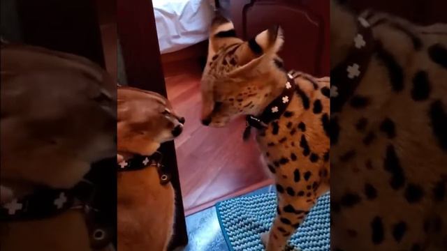 Шлёпа и Муха(Floppa and his brother Sogga) смотреть онлайн