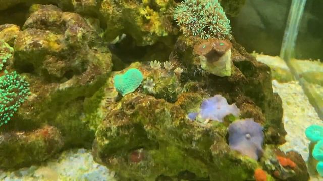 Сколько всего я потратил денег на свой морской аквариум за три с половиной месяца. смотреть онлайн