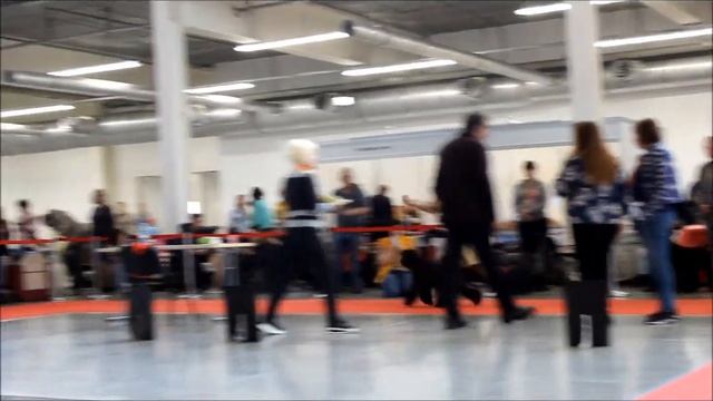 Kerry Blue Terriers, International Dog Show, 14.04.2018 Ekaterinburg смотреть онлайн