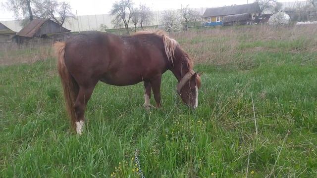 #ЛОШАДИ#МОЛОДАЯ КАБЫЛИЦА# ПО КЛИЧКЕ КРАСУЛЯ#ВЫВЕЛИ НА ПАЗДБИЩЕ ПОДКАРМЛИВАЕМ ОВСОМ# смотреть онлайн