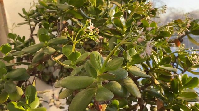 Опять цветет толстянка смотреть онлайн