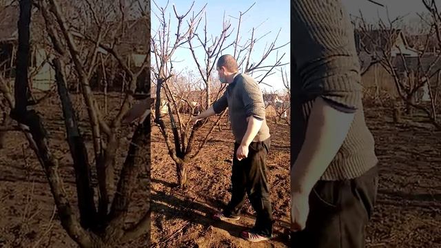 Обработка персика после обрезки смотреть онлайн