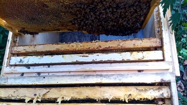 Летнии и зимнии ульи. Самое простое устройство. Пересаживаю пчел.