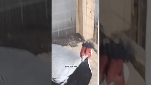 Новые фазаны в Марьиной Усадьбе. смотреть онлайн