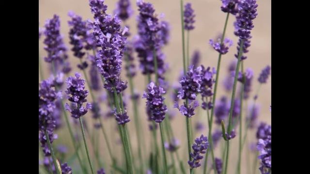 29 урок! 7 чакра. (33 урока Женственности) 7 чакра - Божественный источник смотреть онлайн