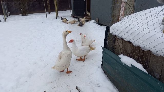 Чем пропаивать цыплят от глистов. смотреть онлайн