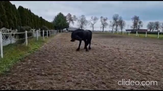 Фризский жеребец из Европы. Арт.: 2846 смотреть онлайн