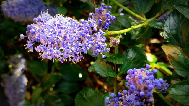British Spring Blossoms - California Lilac 'Ceanothus Thyrsiflorus Victoria' #gardening #lilac