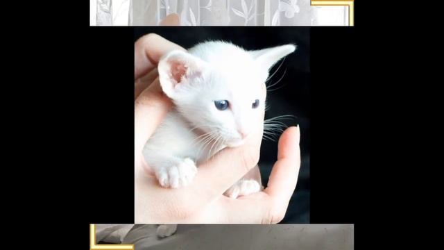Как выглядят породы кошек(ФОРИН ВАЙТ смотреть онлайн