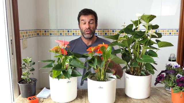 CUIDADOS Y CURIOSIDADES DEL ANTHURIUM (anturio, flor del amor) || en20metros смотреть онлайн