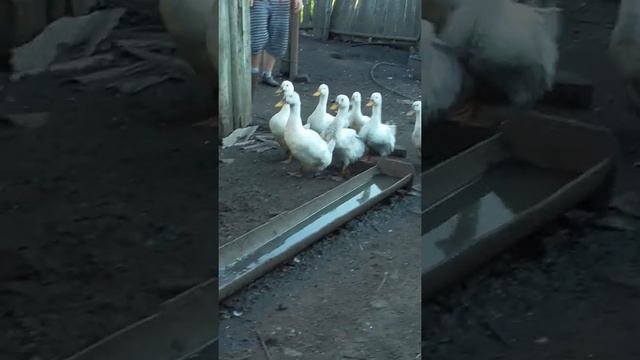 Загоняем уток и гусей в сарай на ночлег смотреть онлайн