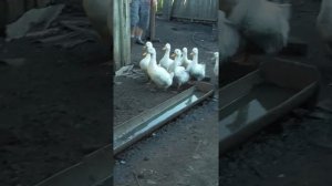 Загоняем уток и гусей в сарай на ночлег